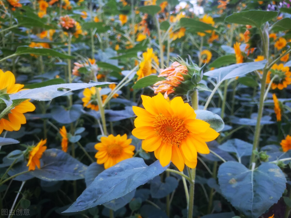 向日葵为什么总是向着阳,向日葵朝着太阳的原因