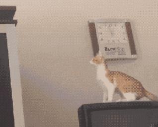 猫咪为什么爱跑步呢,猫咪那么可爱为什么喜欢玩蛇