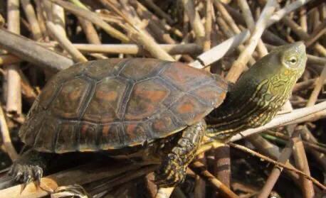 黄喉石龟图片大全,欧洲黄喉