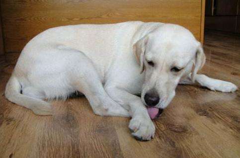 狗狗喜欢到处舔,不过舔这6个地方,可能是有话对你说