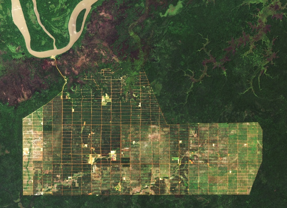 马来群岛热带雨林,马来群岛热带种植园