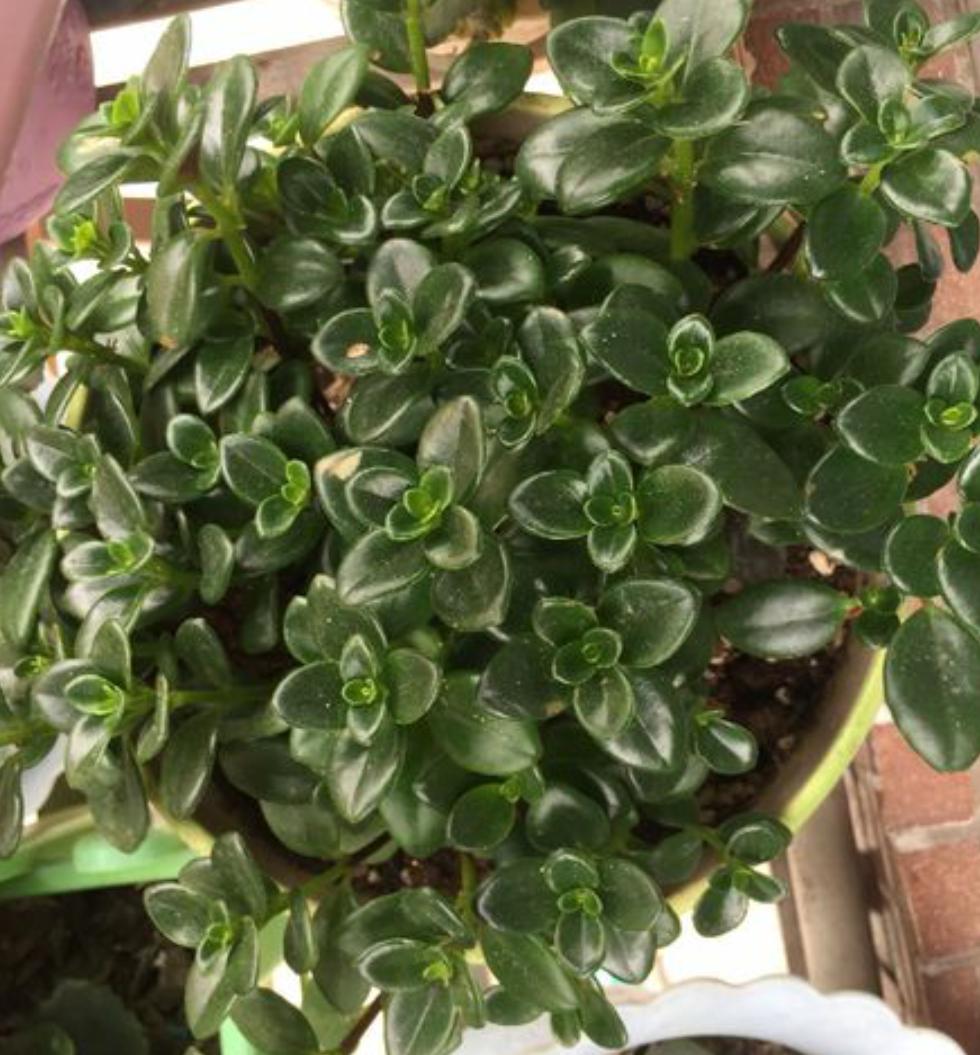 金鱼吊兰怎么养才开花图片,金鱼吊兰怎样养才开花图片