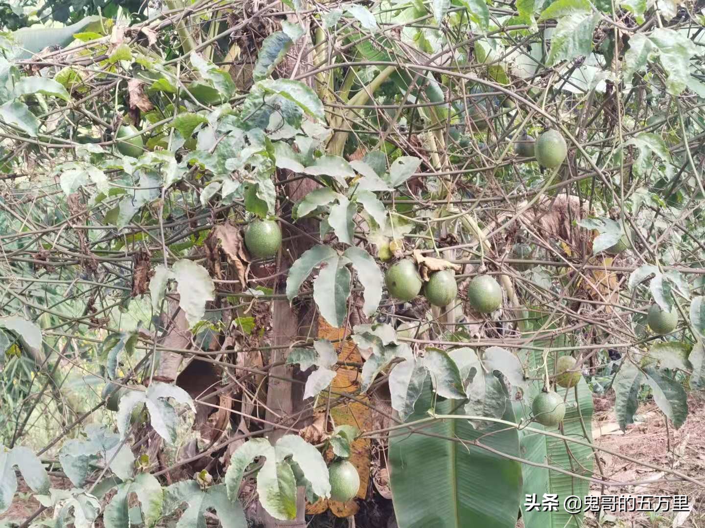 鬼哥的五万里D100骑记:100天了(永平镇-临沧市临翔区)