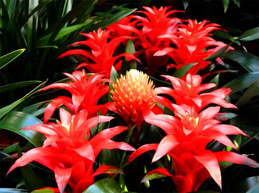 养最美年宵花鸿运当头,学会4个“巧办法”,叶子油绿开花多