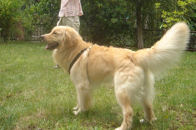 金毛最近不怎么吃饭但是有精神,金毛刚到家不活泼精神差正常吗