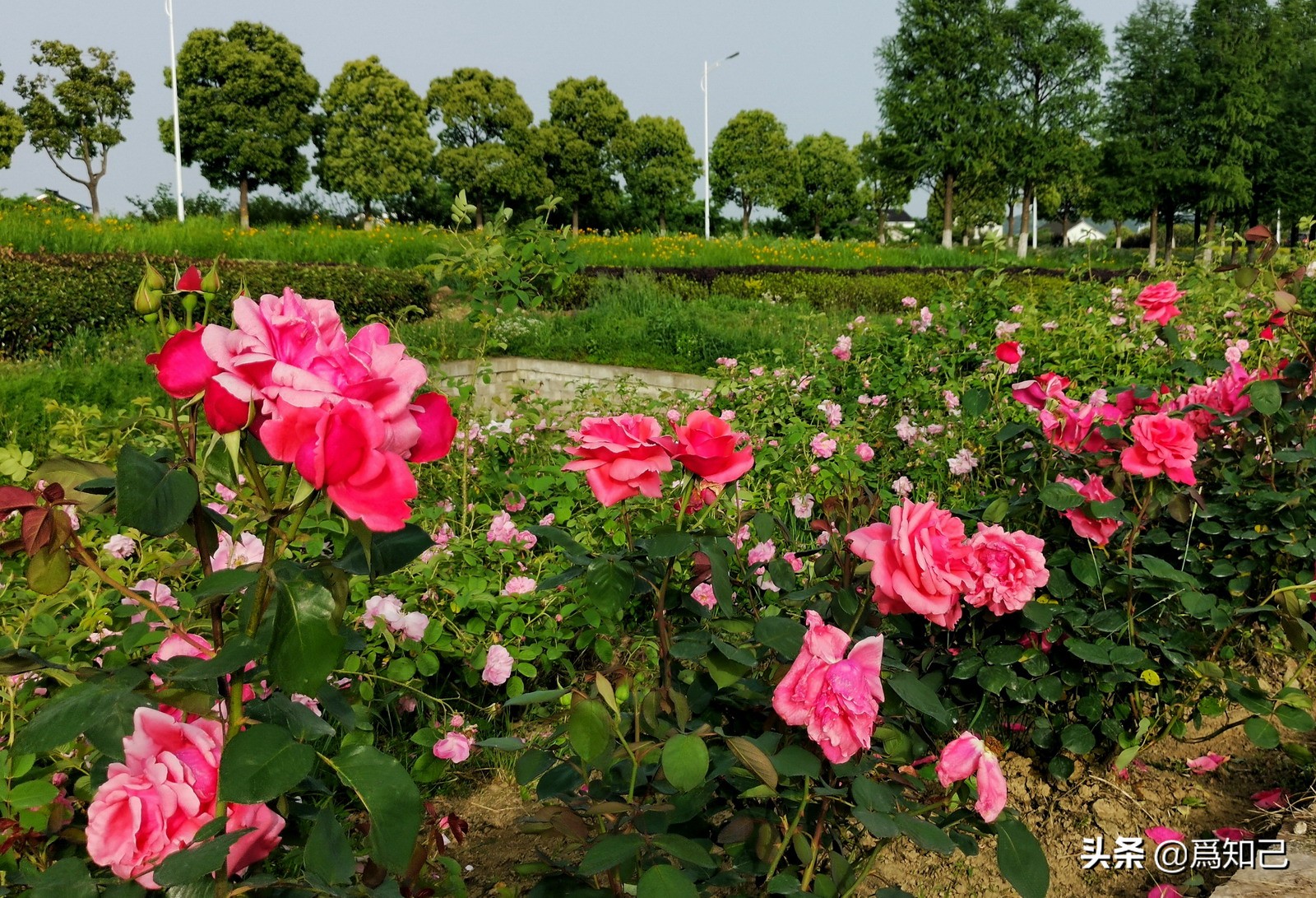 湖边矮花海怎么拍照好看,草原花海拍照怎么拍出高级感