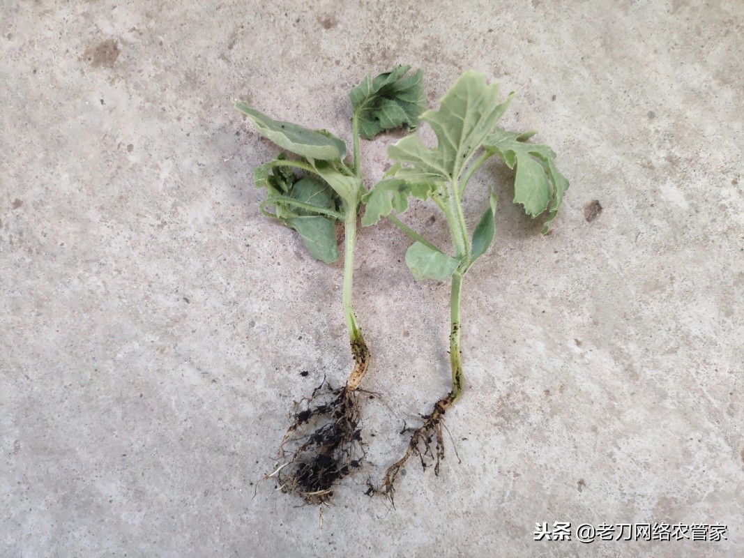 西瓜的脐腐病用什么药治疗,西瓜根腐病发作