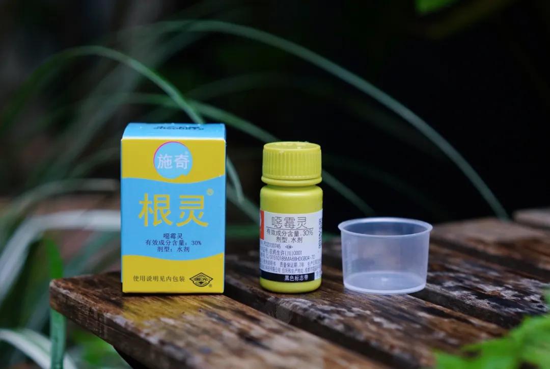 养花常见病虫害及处理方法,养花病虫害必备知识大全