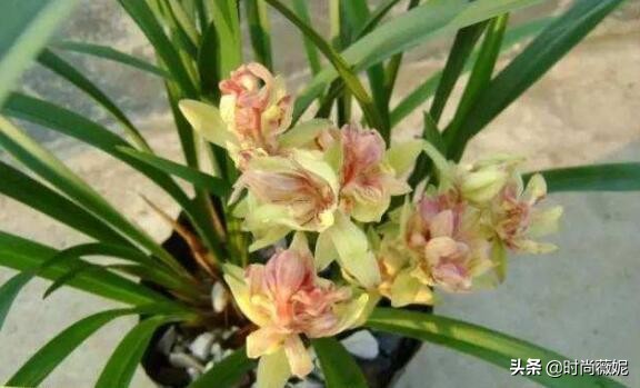 曾经的天价兰，如今一苗仅“10多块”，花型独特，有奇香！