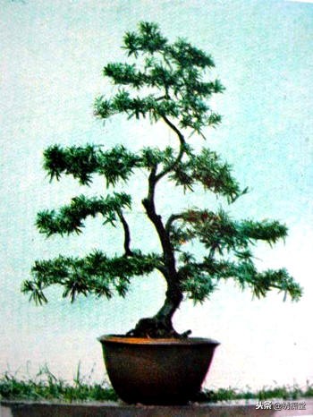 丛林式盆景欣赏,盆景欣赏及制作