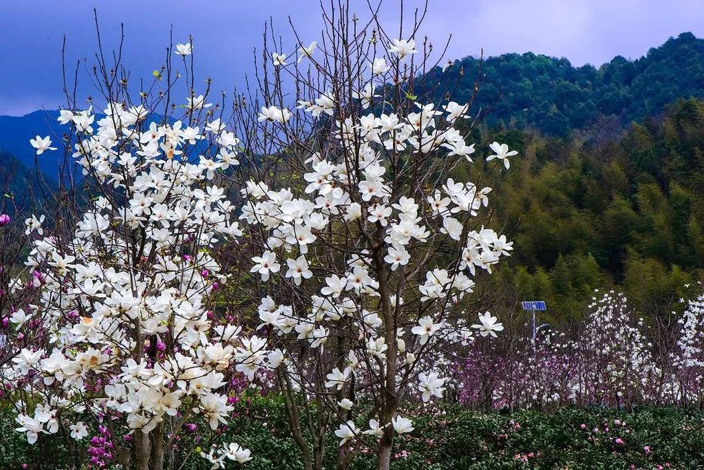 记录广州从化赏李花的美好时光,2022从化李花赏花期到几号最佳