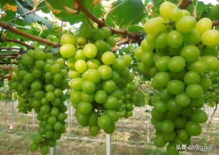 阳光玫瑰葡萄苗几年挂果,第一年挂果阳光玫瑰是最好吃的吗