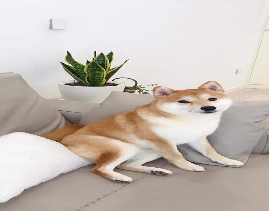 初中九年级外研版英语所有短语,外研社版初中英语九年级重点句型