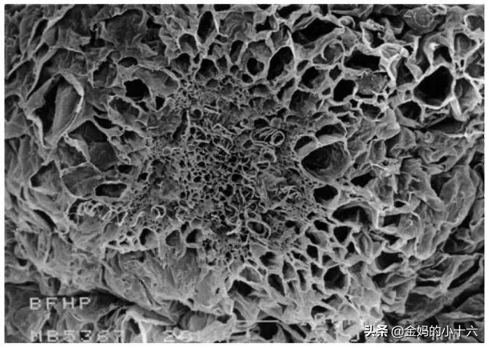 茄子如何处理不吸油,炸茄子怎样让茄子不吸油