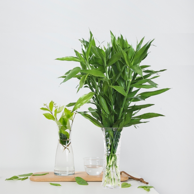 适合室内养的绿色植物,有什么室内绿色盆栽植物好养