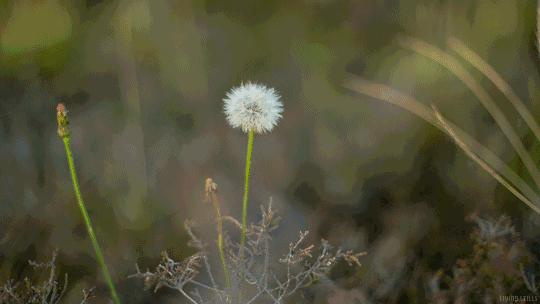 300个出自诗经的好成语,诗经100个经典成语