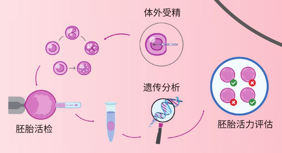 代孕母亲经历了什么?