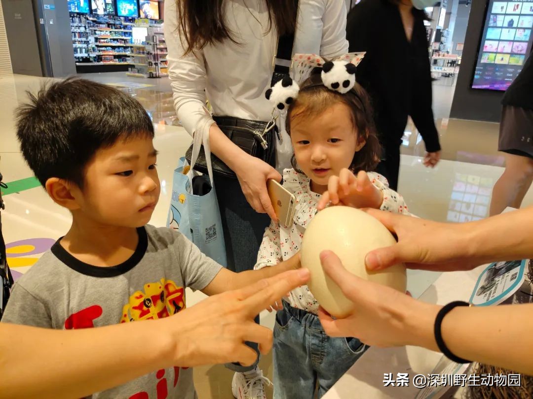 聆听奇趣虫语，发现自然之美