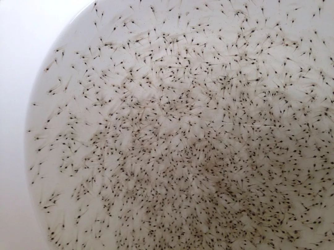 养殖南美白对虾最新技术,高手冬季养虾经验南美白对虾养殖