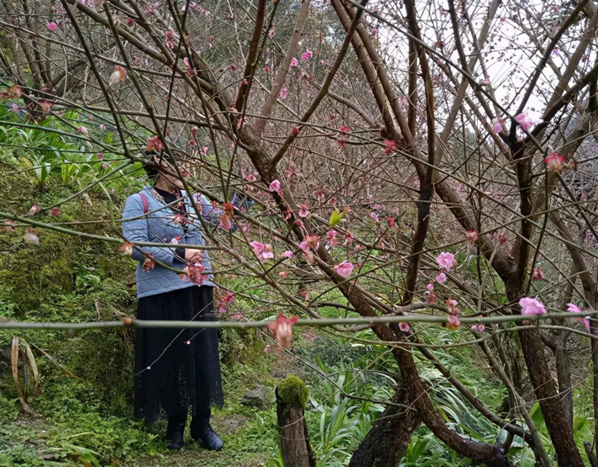「今日作家」向卫华‖桃花谷(散文)