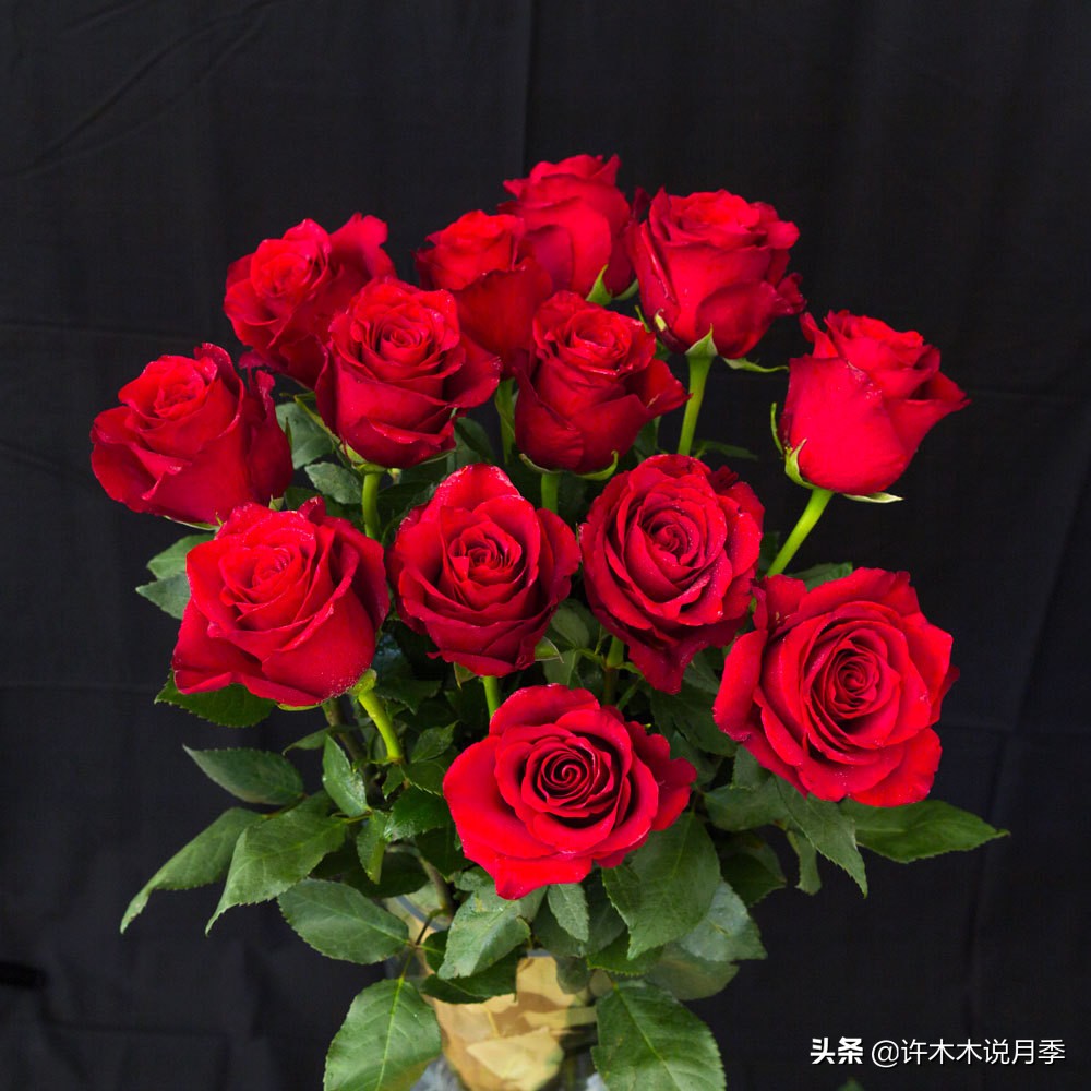 月季老桩如果没有生根粉怎么办,月季老桩生根了是不是就完全活了