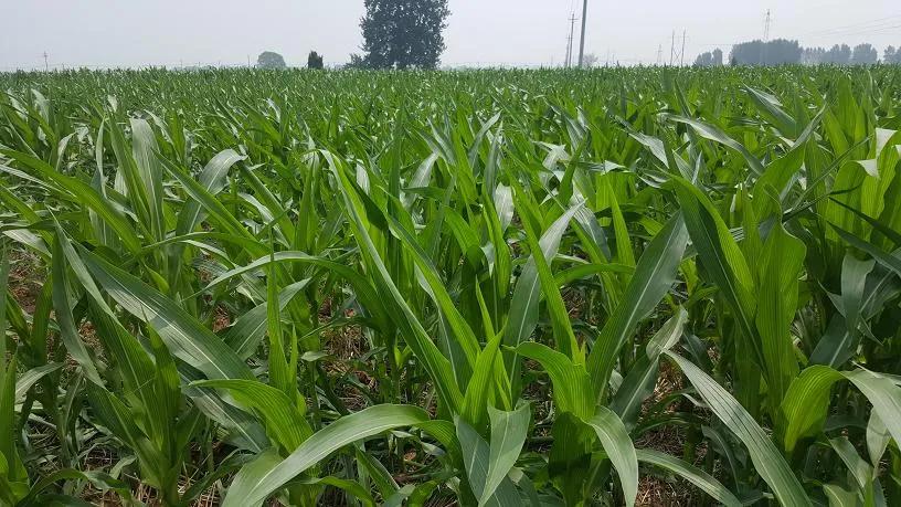 什么农药防虫最快最好用,十种常见农药治病