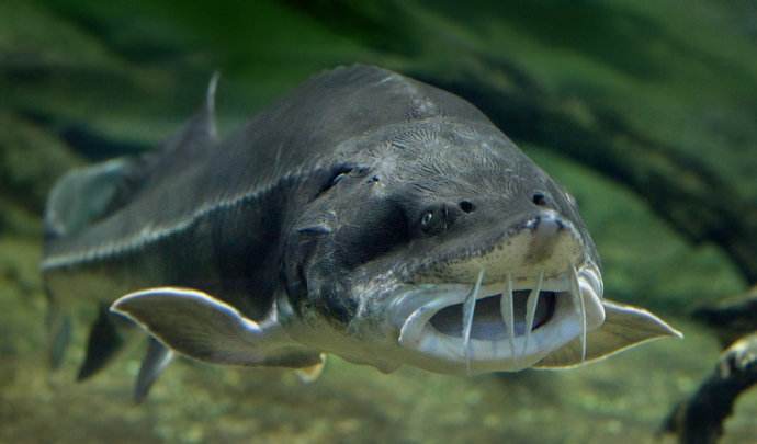 养殖鲟鱼骗局,中国养殖鲟鱼