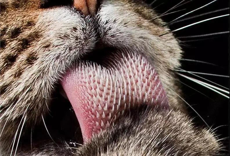 猫舔你是因为它把你当成小弟了吗,如果你家猫咪爱舔你这是什么表现