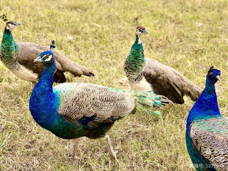洛阳市宜阳凤凰岭射箭,宜阳县凤凰岭体育基地