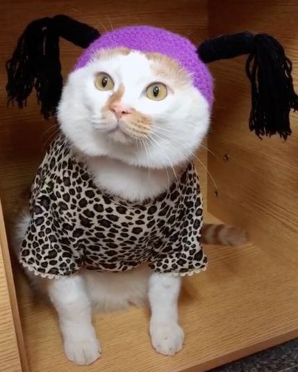 可可爱爱的猫狗,可可爱爱的流浪猫咪