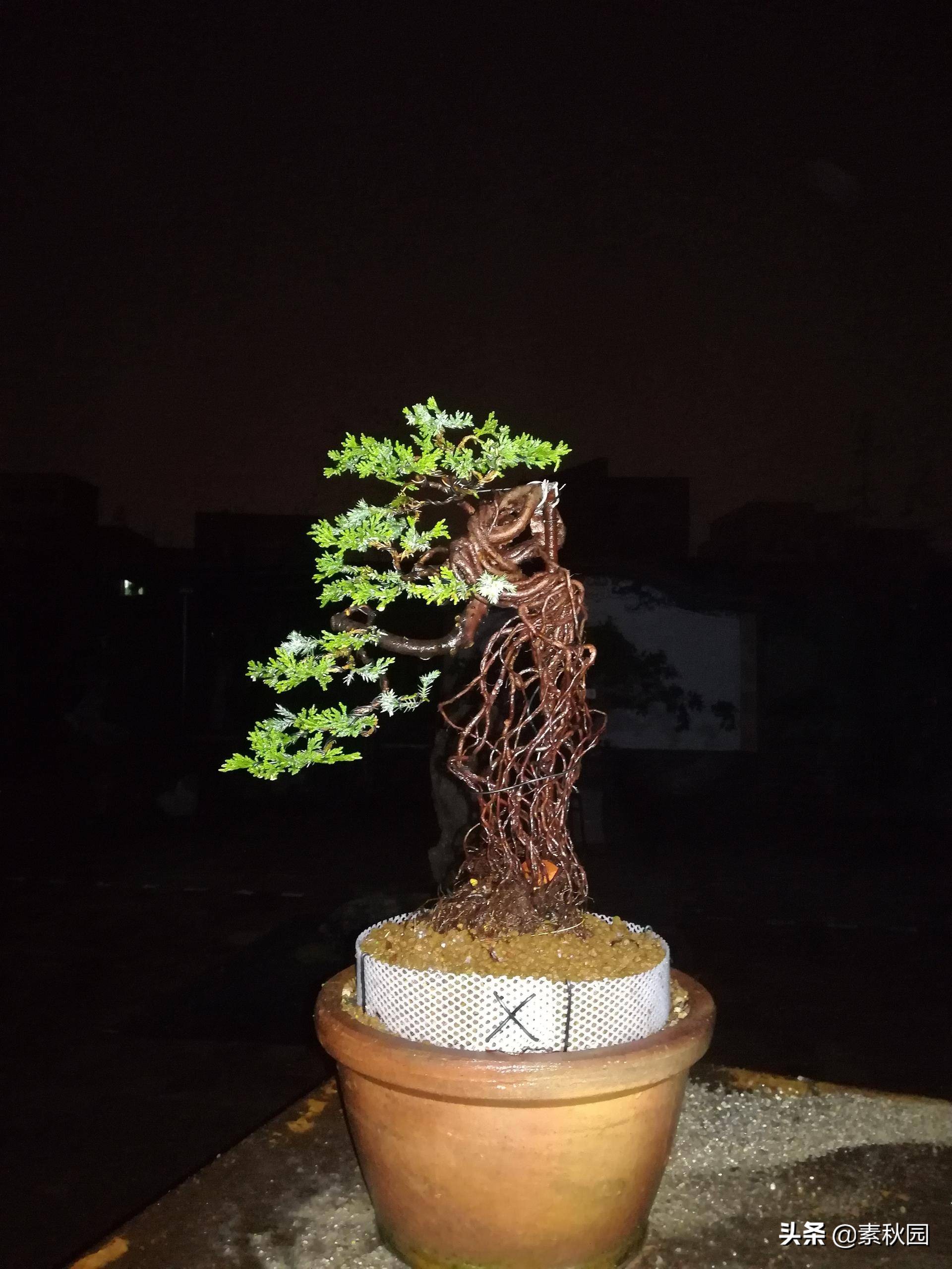 怎样从一棵小苗培养成提根盆景—台湾真柏