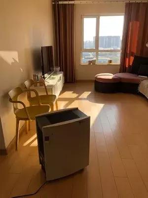 行走的蒲公英猫咪照片,行走的蒲公英猫品种