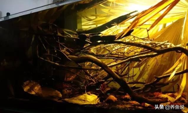 为什么鱼缸硝化细菌老不成功,鱼缸硝化细菌和硝化活菌有区别吗