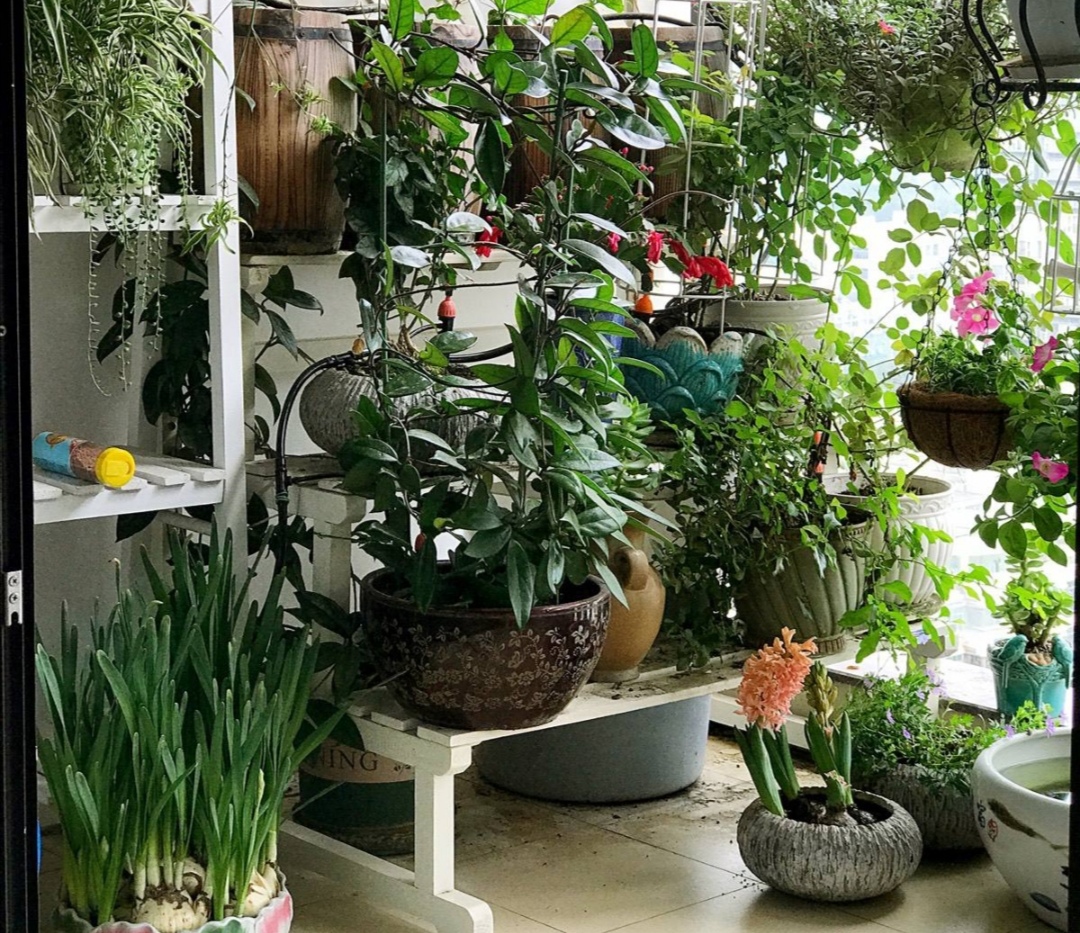 冬天要怎么养护花卉呢,冬季养花注意事项大全视频