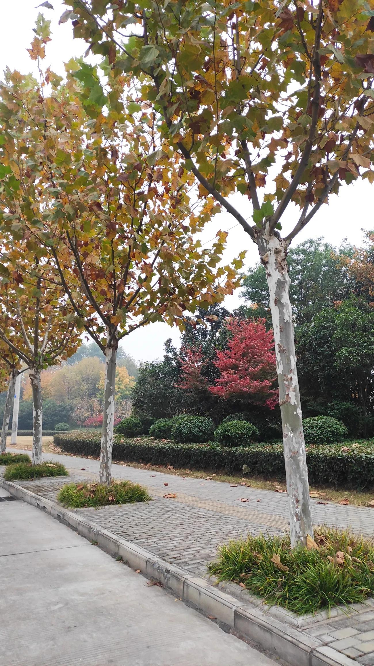 描写早春和晚春的景色,景物描写随笔春