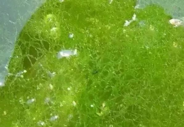 虾蟹塘青苔多怎么处理,青苔用什么杀效果最好