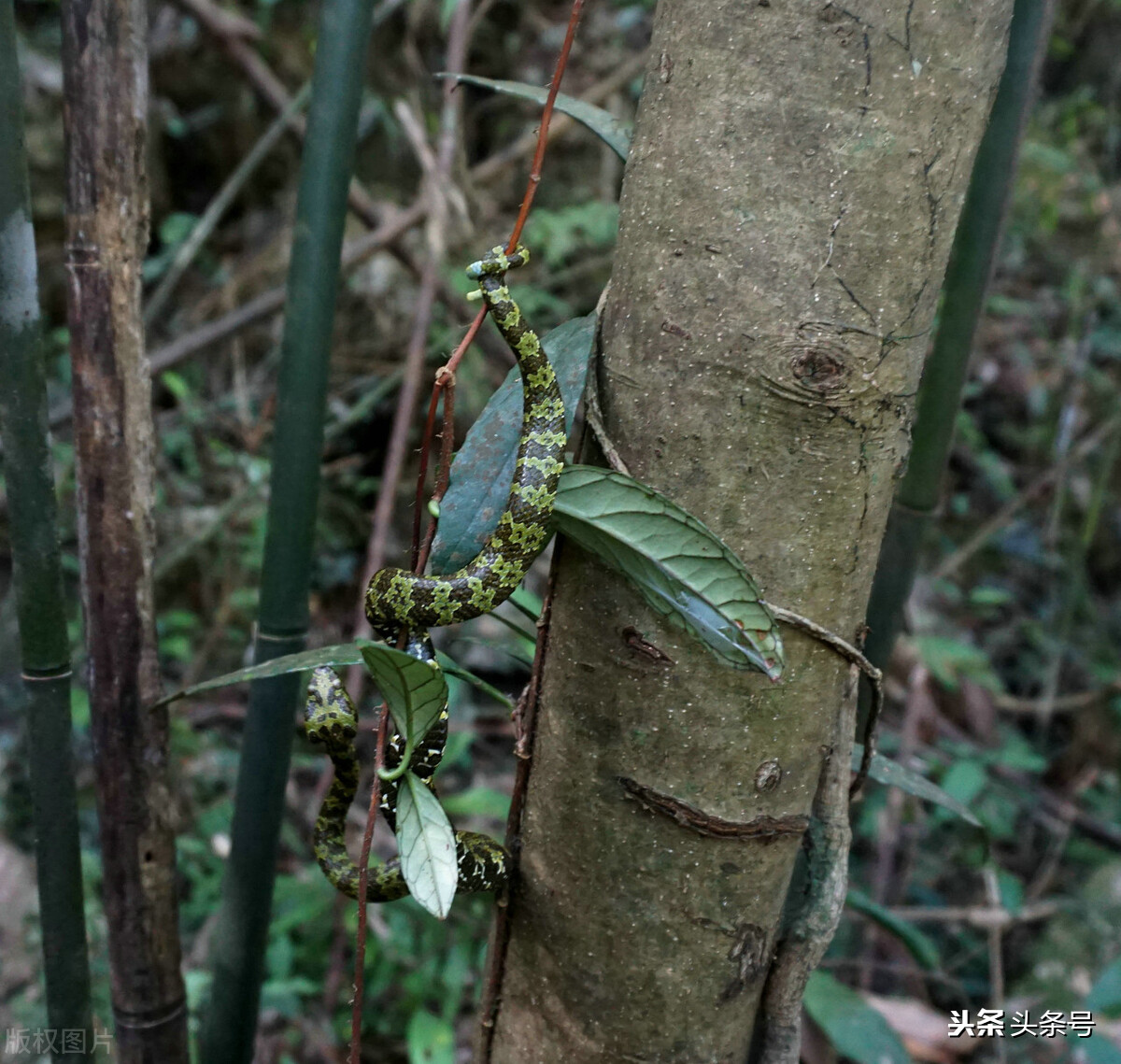 又稀有又毒又贵的蛇,黑背蛇多少钱一条
