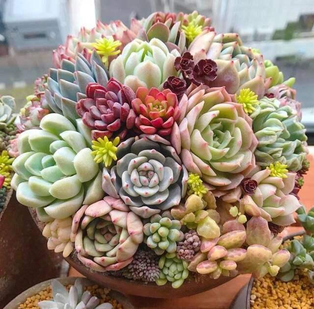 花卉晒伤了怎么处理,绿植晒太阳晒伤了怎么办