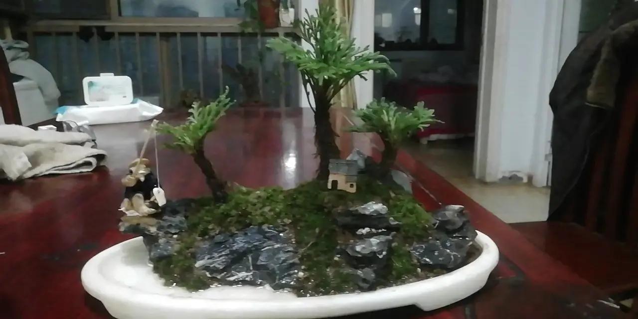 卷柏的日常养护应该注意哪些？不知道的看过来