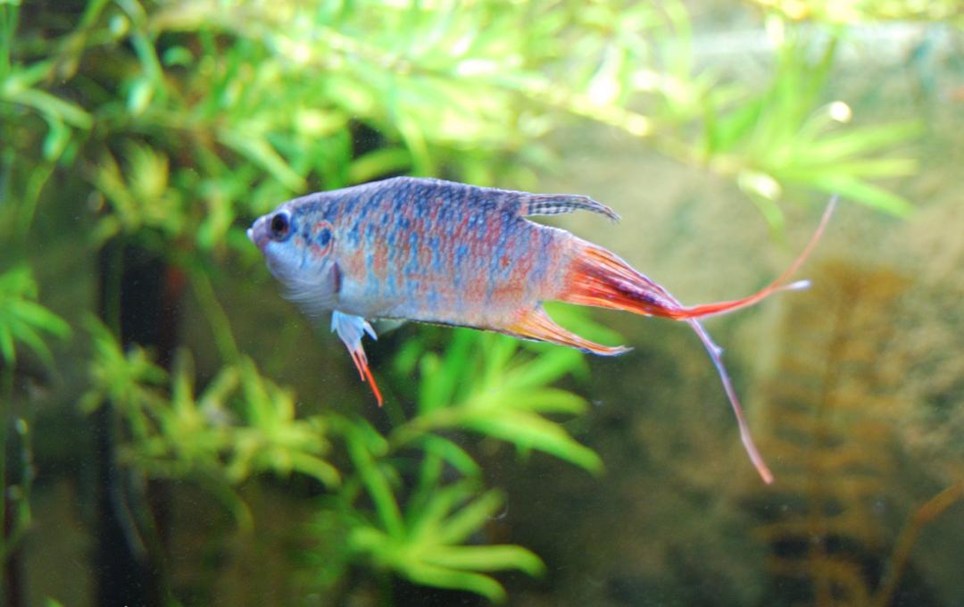 什么鱼生命力最强最好养,哪种鱼生命力最强比较好养