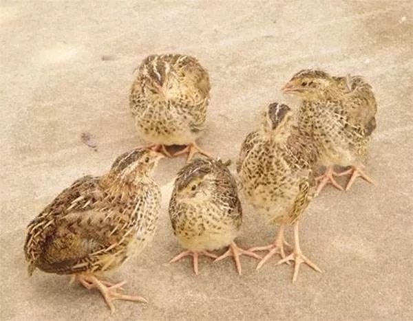 厉害了！武进竟隐藏着一位“大神”，练就了“瞎子”听鸟的本事~