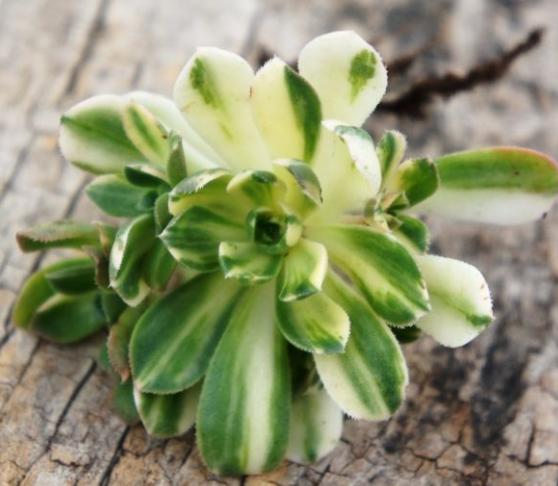 多肉怎么养才能出锦,什么是多肉锦化