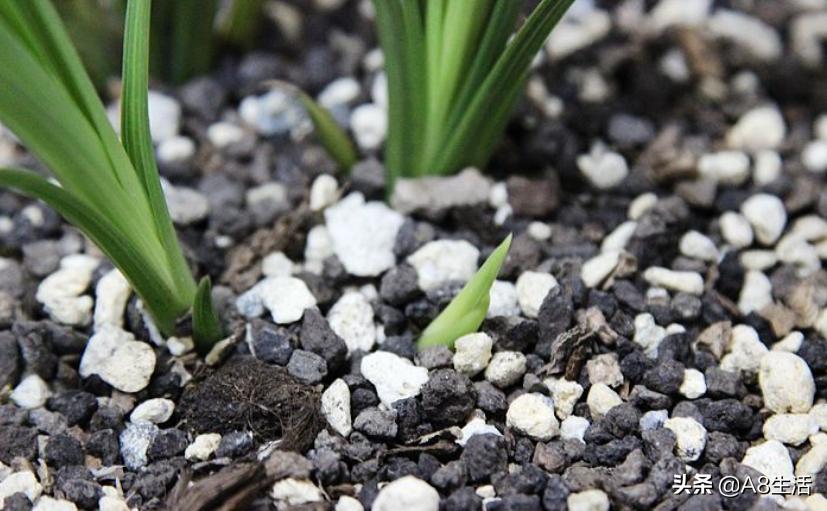 蕙兰兰花品种排名,蕙兰花精品品种