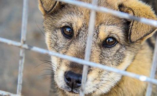 农村老土狗收购,农村有人高价收购10年以上老土狗