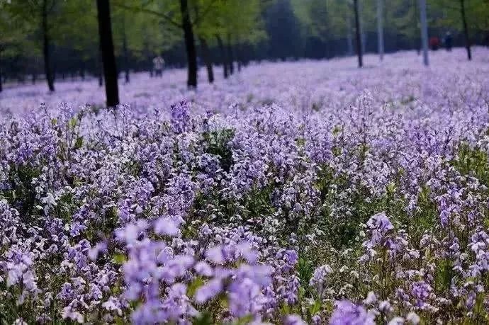 北京东五环新建公园大全,北京新开40个公园详细位置公布