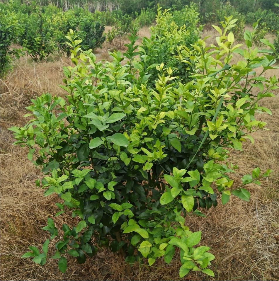 警惕!黄龙病发病率远超红线,木虱防治4大攻略必须牢记