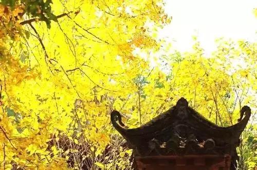 武侯银杏,武侯看银杏最好的地方