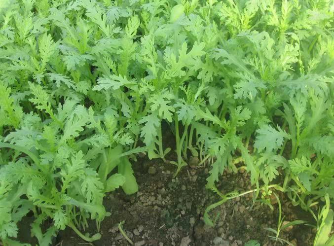 茼蒿大批量死棵，根腐烂，怎么办