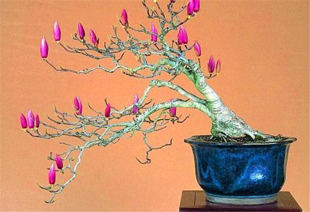 鼻炎适合养的盆栽,鼻炎卧室可以放盆栽吗