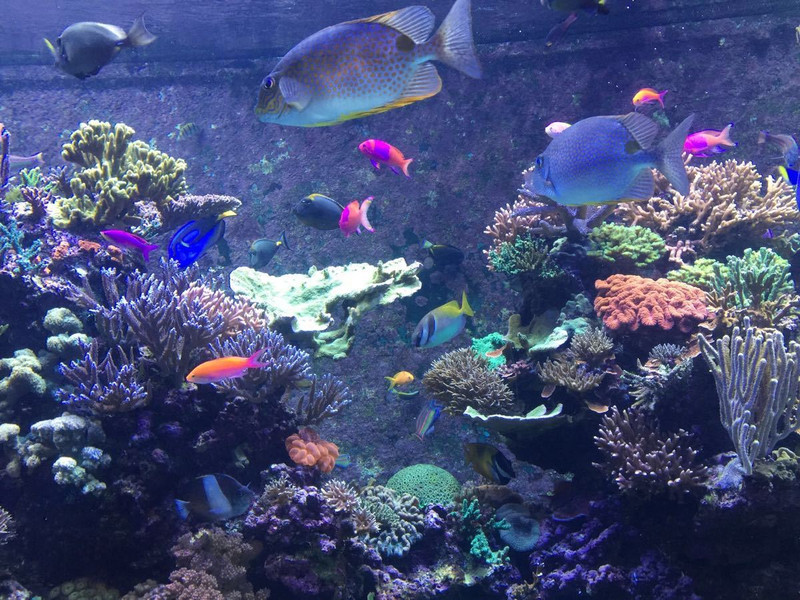 重庆汉海海洋公园探险,重庆汉海海洋公园介绍